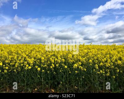 Raps Feld auf dem South Downs Way Stockfoto