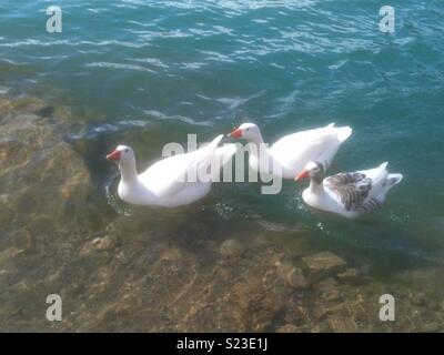 Weiße Enten in der Quebrada del Conde de Guadalhorce, Ardales Nationalpark, Málaga, Andalusien, Spanien Stockfoto