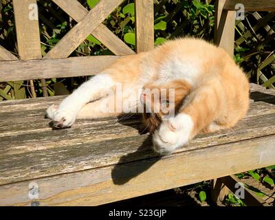 Inländische ginger Cat ruht auf Holzbank im Sonnenlicht Stockfoto