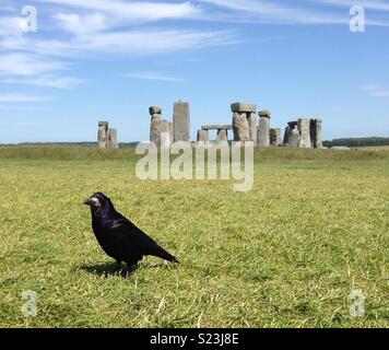 In Stonehenge Vogel Stockfoto