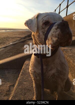 Muddy weißen Boxer Hund am Strand Stockfoto