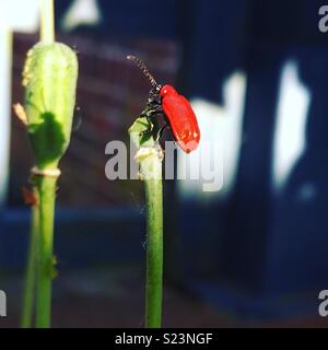 Eine Lilie Käfer Essen einer Schlangen Kopf flower seed Pod. Invasive in Großbritannien. Ich liebe die Schatten auf der anderen Seed pod! Stockfoto