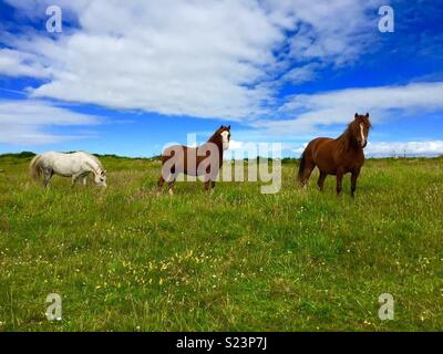 Wilden Ponys auf der Pembrokeshire Coast Path Stockfoto