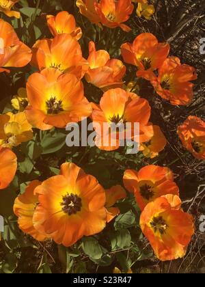 Der Frühling ist da - Helles orange Tulpen! Stockfoto