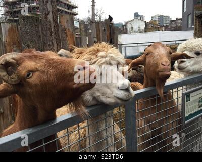 Ziegen und Alpakas in London City Farm Stockfoto