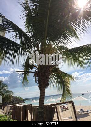 Palme und sieben Meilen Strand Blick auf sensatori Negril Jamaica Stockfoto