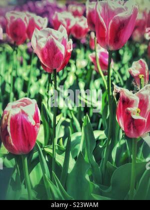 In der Nähe der rosa Tulpe Blumen. Stockfoto