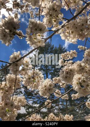 Blick in den Himmel durch Kirschblüten. Stockfoto