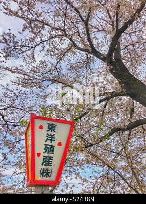 Japanische Laterne unter einem blühenden Kirschbaum in Japan. Stockfoto