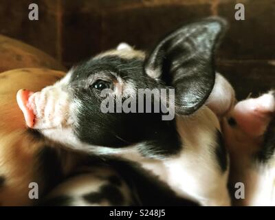 Gloucester alten Ort Ferkel Stockfoto