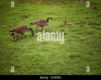 Paar Kanadagänse wandern im Gras mit sechs baby Gänschen Stockfoto