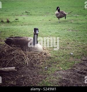 Erwachsene Frau Kanada Gans in der brütenden Nest mit männlichen Gehilfen Bewachung im Hintergrund Stockfoto