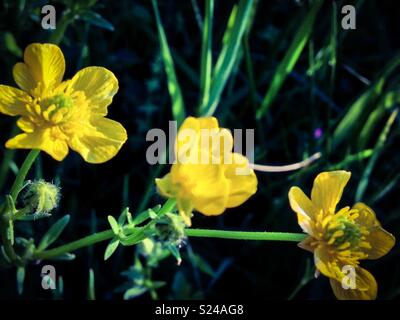 Caltha palustris in das Feld auf der Farm Stockfoto