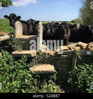 Stein Stil auf der Dorset Coast Path, mit einige neugierige Kühe. Stockfoto