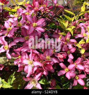 Clematis montana in voller Blüte Stockfoto