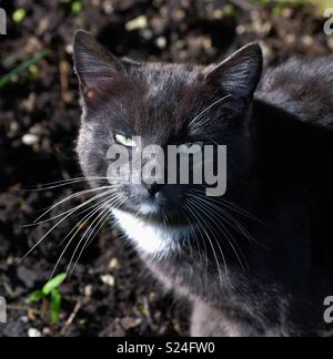 Graue und weiße Katze Stockfoto