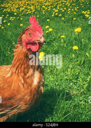 Porträt einer freien Strecke Rhode-island Red hen außerhalb in Gras und Löwenzahn im Hintergrund Stockfoto