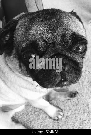 Mops Hund saß auf dem Teppich im Wohnzimmer in einem Haus Stockfoto