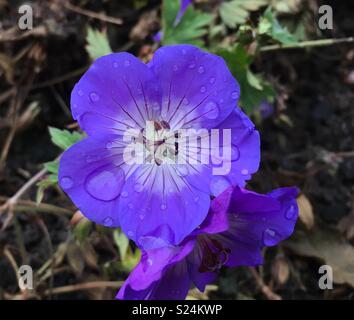 Geranium Rozanne Blume Stockfoto