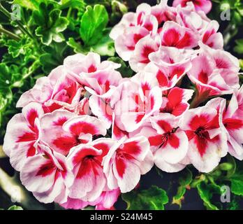 Americana white Splash zonalen Geranium Stockfoto