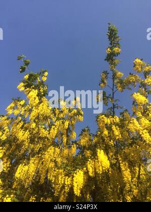 Goldregen Baum in Blüte, Hampshire, England, Vereinigtes Königreich. Stockfoto