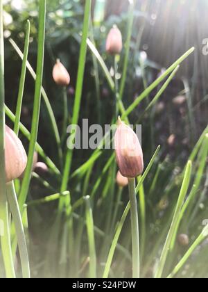 Schnittlauch Blütenknospen in einem Garten in Northumberland, England. Stockfoto