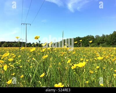 Eine Wiese mit gelben Ranunkeln und eine Stromleitung Stockfoto