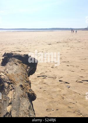 Baum im Vordergrund an einem Strand pic. Die Bucht von Swansea. Golden Sand. Kinder und Papa spielen. Sommer Tag. Mai Tag. Stockfoto