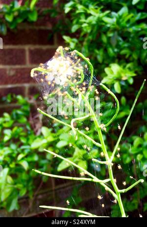 Baby Spinnen auf der Blüte Stockfoto