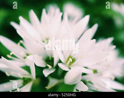 Makro Foto von weißen Bärlauch Blumen, auch als Rampen bekannt, im Englischen Garten. Stockfoto