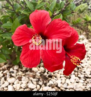 Zwei rote Hibiscuses Blumen in Spanien mit weissen Steinen hinter und gelben Staubgefäßen. Stockfoto