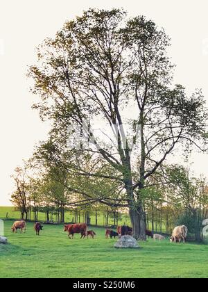 Kühe und Kälber grasen auf grünem Gras unter einen großen Baum am Abend Stockfoto