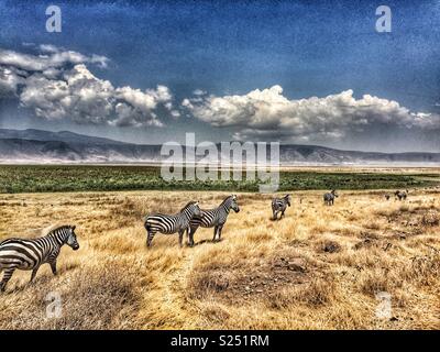 Afrikanische Landschaft mit Zebra Herde auf dem Verschieben Stockfoto