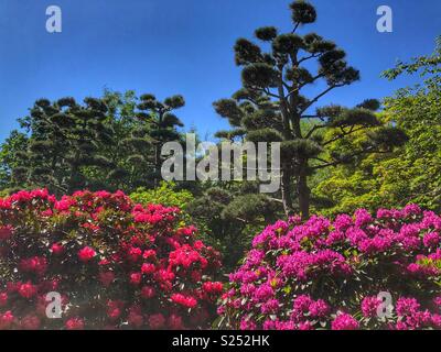 Rhododendren blühen in einem japanischen Garten in Planten un Blomen, Hamburg, Deutschland. Stockfoto