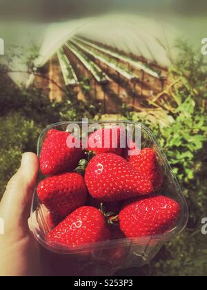 Eine punnet Für frische Erdbeeren an einem Bauernhof in Somerset Stockfoto