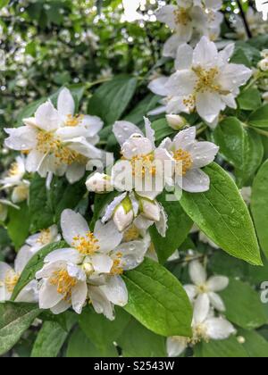 Jasmin nach dem Regen Stockfoto