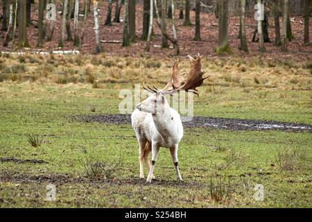 Eine majestätische Weißer Hirsch mit prächtigen Geweih steht auf einer Wiese im Herbst Stockfoto