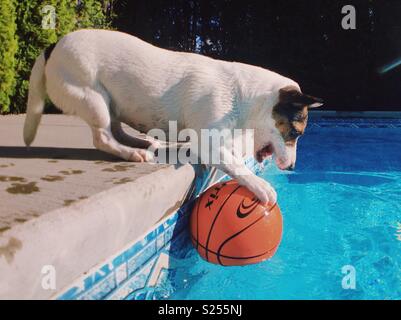 Jack Russell Terrier Hund scharren ein Basketball und versucht, sie aus einem Pool an einem sonnigen Tag zu erhalten. Stockfoto