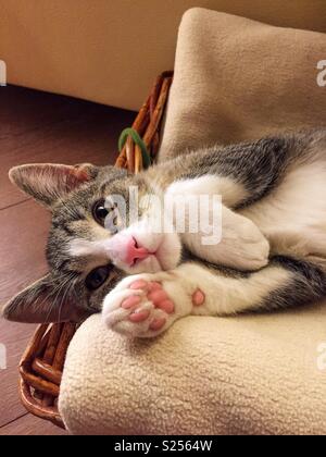 Junge norwegische Hauskatze ist in den Korb und schaut in die Kamera. Sie können sehr gut sehen die Pfote Stockfoto