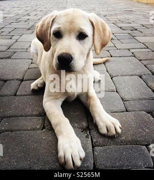 Labrador Retriever puppie Stockfoto