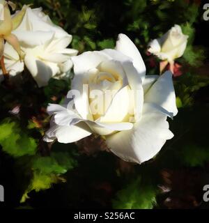 Die weißen Rosen in voller Blüte mit Malweise auf Blätter Stockfoto