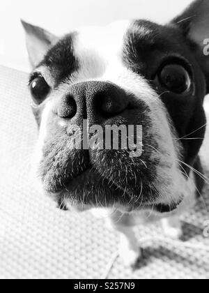 Boston Terrier close up Stockfoto