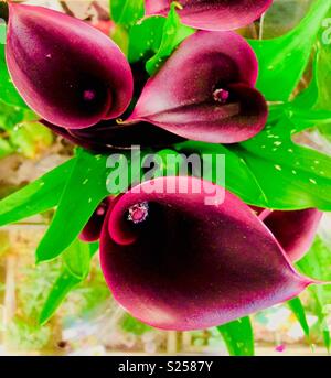 Nahaufnahme von Lila calla Lilien von oben Stockfoto