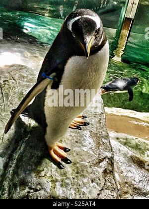 Gentoo Pinguin auf Rock am Pool im Zoo Stockfoto