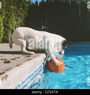 Jack Russell Terrier Hund halten auf einen Basketball mit ihren Pfoten, während über die Kante einer Hinterhof Schwimmbad lehnte sich an einem sonnigen Tag. Platz crop. Stockfoto