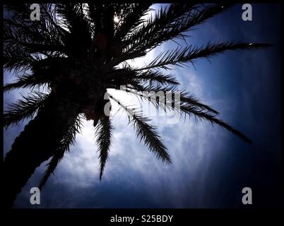 Palmen am Strand von L'Hospitalet de l'Infant, Katalonien, Spanien. Stockfoto