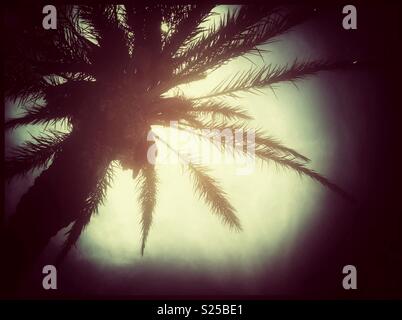 Palmen am Strand von L'Hospitalet de l'Infant, Katalonien, Spanien. Stockfoto