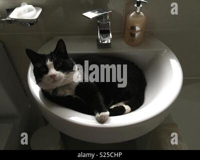 Katze im Waschbecken 2. Stockfoto