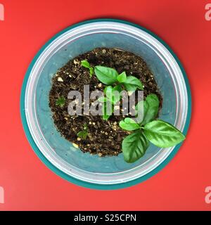 Lemon Tree Sämlinge auf einem roten Tabelle von oben gesehen Stockfoto