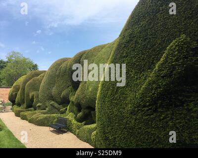 Eine Reihe von abgeschnittene Hecken an Raby Castle Stockfoto